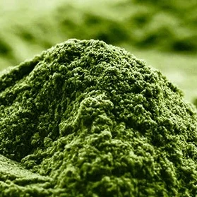 té matcha premium samurai